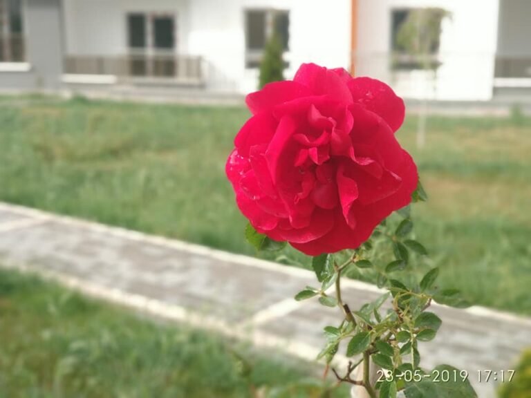 Ata Life Projesi – Bahçeden İlk Gül